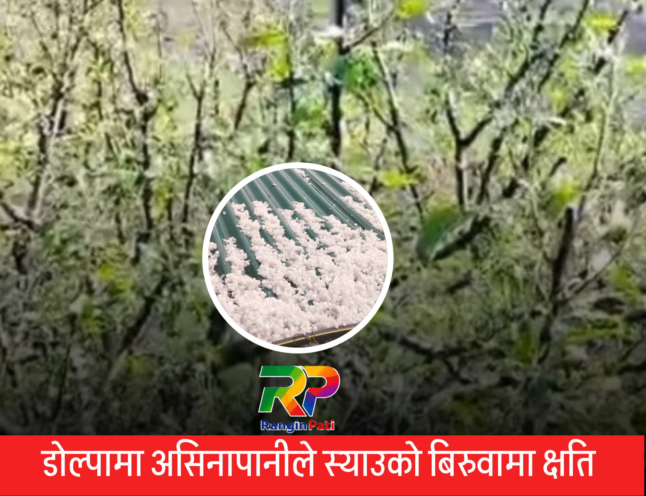 डोल्पामा असिनापानीले स्याउको बिरुवामा क्षति 